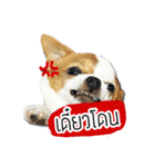 kaow-hom Chihuahua dog（個別スタンプ：25）