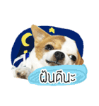 kaow-hom Chihuahua dog（個別スタンプ：26）