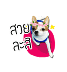 kaow-hom Chihuahua dog（個別スタンプ：27）