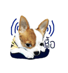 kaow-hom Chihuahua dog（個別スタンプ：28）