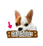 kaow-hom Chihuahua dog（個別スタンプ：30）