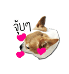 kaow-hom Chihuahua dog（個別スタンプ：33）