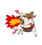 kaow-hom Chihuahua dog（個別スタンプ：37）