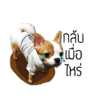 kaow-hom Chihuahua dog（個別スタンプ：40）