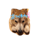 愛犬らっきぃ（個別スタンプ：2）