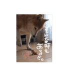 愛犬らっきぃ（個別スタンプ：9）