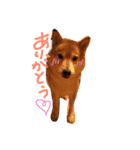 愛犬らっきぃ（個別スタンプ：11）