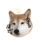 愛犬らっきぃ（個別スタンプ：16）