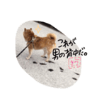 愛犬らっきぃ（個別スタンプ：22）