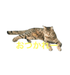 実家の猫たち（個別スタンプ：2）