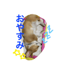 コーギーちび（個別スタンプ：5）