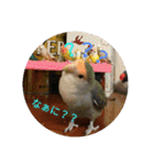 コザクラインコのごまちん（個別スタンプ：13）