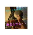 コザクラインコのごまちん（個別スタンプ：18）