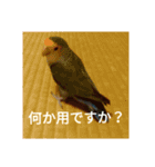 コザクラインコのごまちん（個別スタンプ：24）