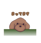 シンプルなトイプードル -日本語-（個別スタンプ：23）
