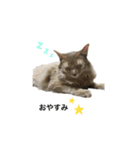 猫のハルちゃん1（個別スタンプ：1）