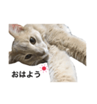 猫のハルちゃん1（個別スタンプ：2）