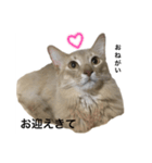 猫のハルちゃん1（個別スタンプ：3）