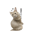 猫のハルちゃん1（個別スタンプ：4）
