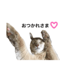 猫のハルちゃん1（個別スタンプ：5）