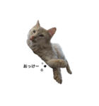 猫のハルちゃん1（個別スタンプ：11）