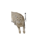 猫のハルちゃん1（個別スタンプ：13）