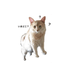 猫のハルちゃん1（個別スタンプ：15）