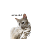 猫のハルちゃん1（個別スタンプ：16）