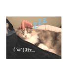 チコちゃんスタンプ（個別スタンプ：1）