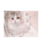 チコちゃんスタンプ（個別スタンプ：7）