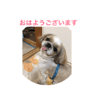 In cats and dogs（個別スタンプ：1）