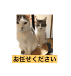 In cats and dogs（個別スタンプ：2）