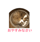 In cats and dogs（個別スタンプ：4）