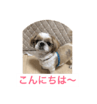 In cats and dogs（個別スタンプ：6）