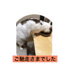 In cats and dogs（個別スタンプ：7）