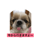 In cats and dogs（個別スタンプ：10）