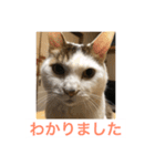 In cats and dogs（個別スタンプ：11）