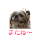 In cats and dogs（個別スタンプ：12）