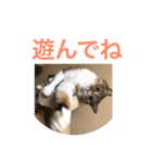 In cats and dogs（個別スタンプ：13）