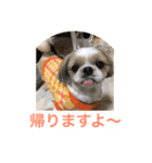 In cats and dogs（個別スタンプ：14）