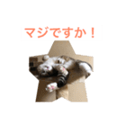 In cats and dogs（個別スタンプ：15）