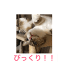 In cats and dogs（個別スタンプ：16）