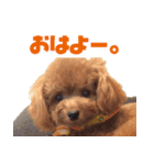 THE DOGS PHOTO 2（個別スタンプ：4）