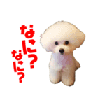 THE DOGS PHOTO 2（個別スタンプ：5）