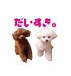 THE DOGS PHOTO 2（個別スタンプ：7）