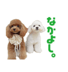 THE DOGS PHOTO 2（個別スタンプ：8）