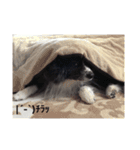 秋田犬 風ちゃんの日常（個別スタンプ：15）