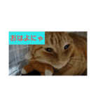 Neko！！！！！！！！！（個別スタンプ：1）
