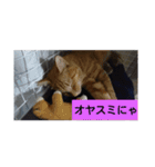 Neko！！！！！！！！！（個別スタンプ：2）