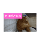 Neko！！！！！！！！！（個別スタンプ：5）